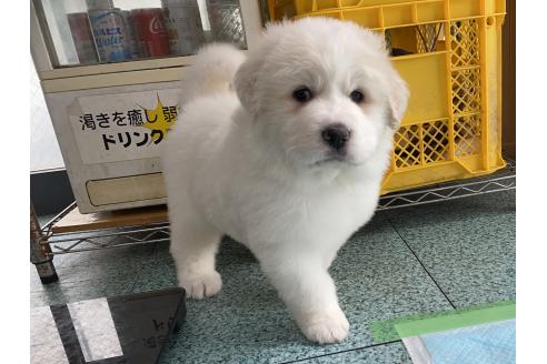成約済の千葉県のグレートピレニーズ-359425の11枚目